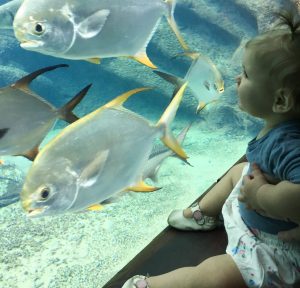 Toddler at aquarium in Shaka Marine World Durban